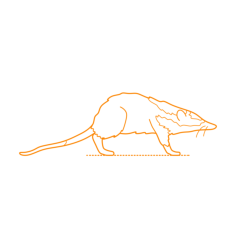 Animals Eulipotyphla Moonrat Line Art Illustration Svg, Free Vectors File